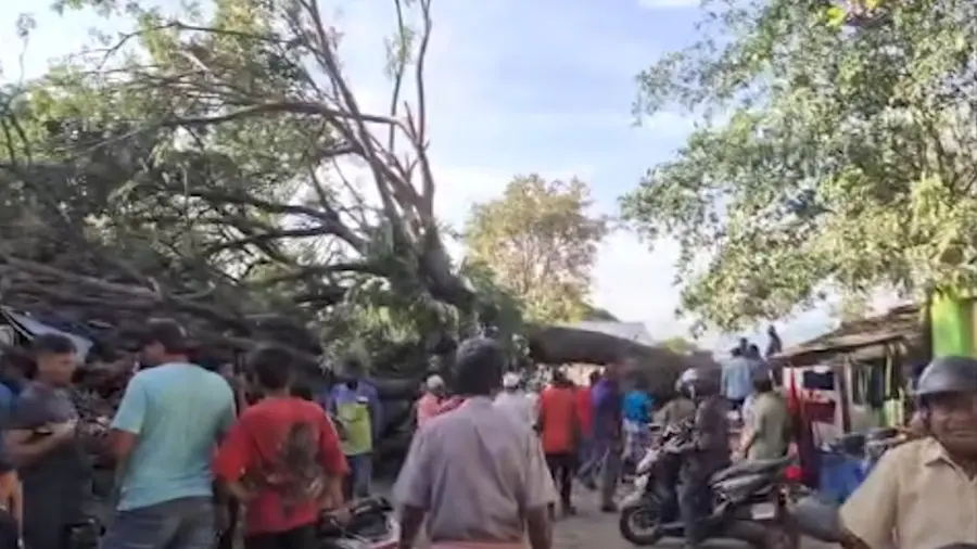 kochi harbor tree