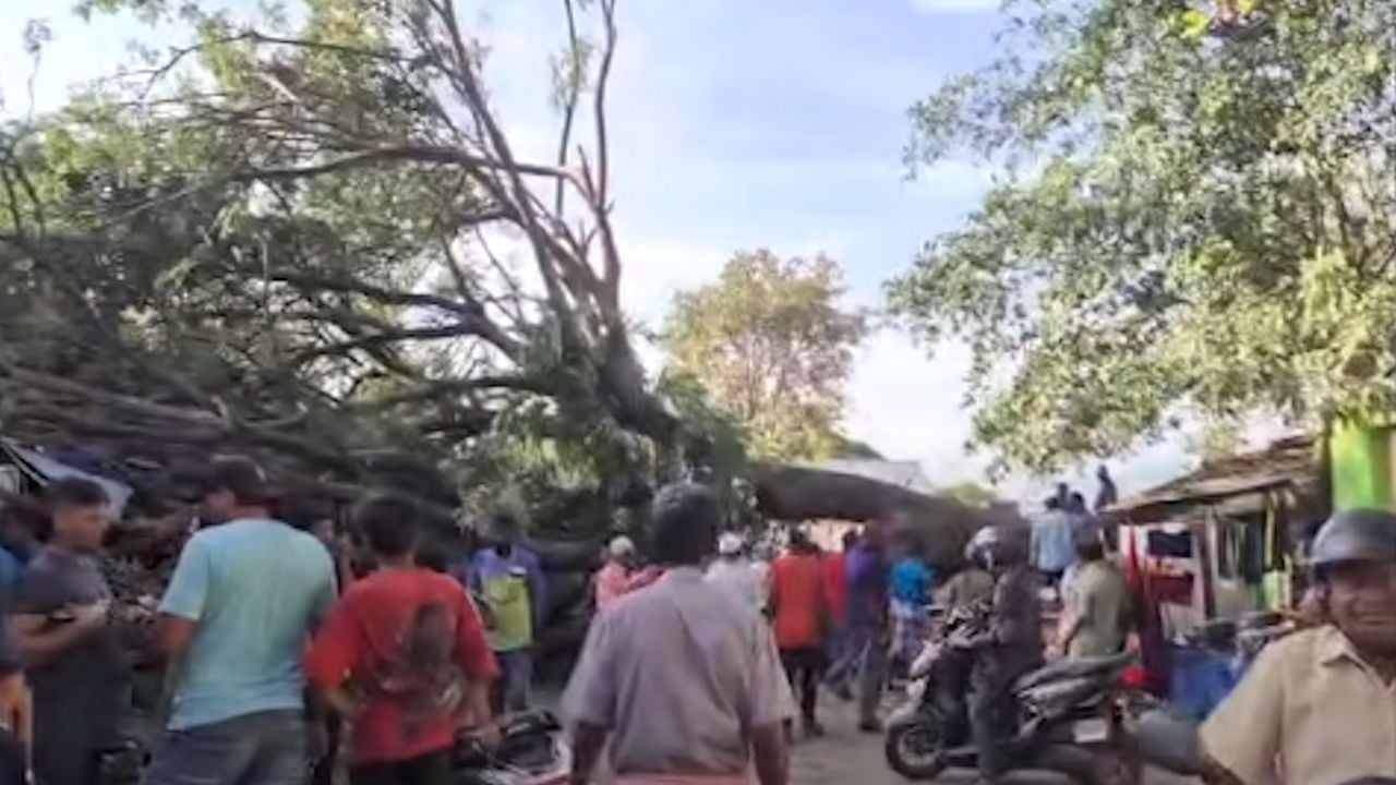kochi harbor tree
