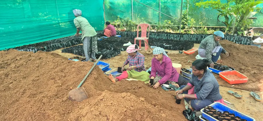 മറ്റത്തൂർ ലേബർ കോൺട്രാക്ട് സഹകരണ സംഘത്തിന്റെ നേതൃത്വത്തിൽ
കൊടുവേലിത്തൈകള് ഒരുക്കുന്നു