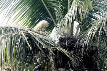 തെങ്ങിൽ കൂടുകൂട്ടിയിരിക്കുന്ന കഷണ്ടിക്കൊക്കുകൾ