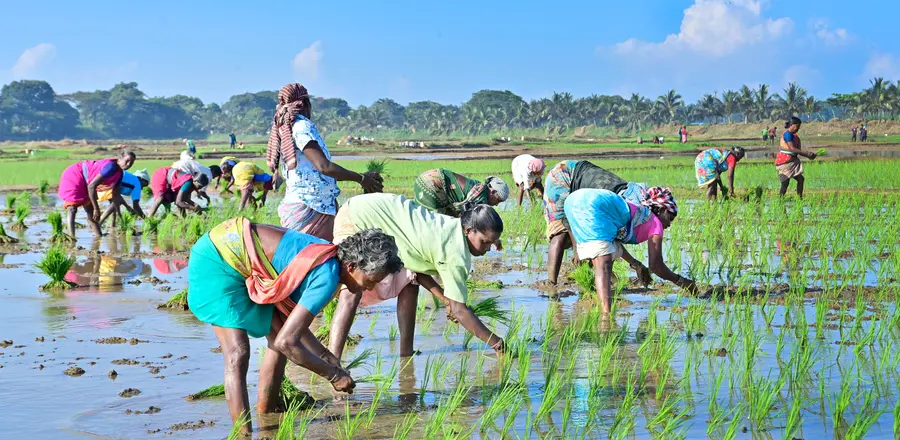 പള്ളിപ്പുറം, ആലപ്പാട് കോൾ ഫാമിങ് സഹകരണ സംഘത്തിന് കീഴിലുള്ള കോൾപ്പാടത്ത് ഞാറിടുന്ന തൊഴിലാളികൾ / ഫോട്ടോ: സുരേന്ദ്രൻ മടിക്കൈ