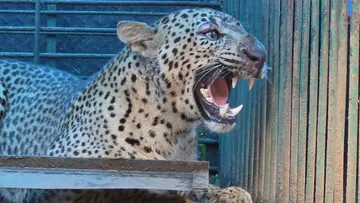kollam Leopard.jpg