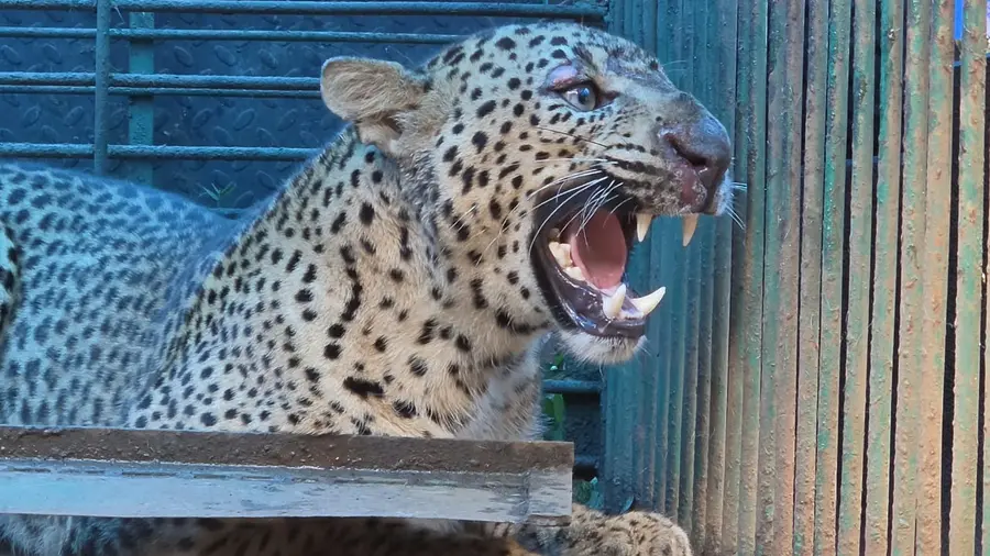 kollam Leopard.jpg