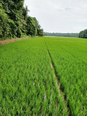 കോലോത്ത് പാടം