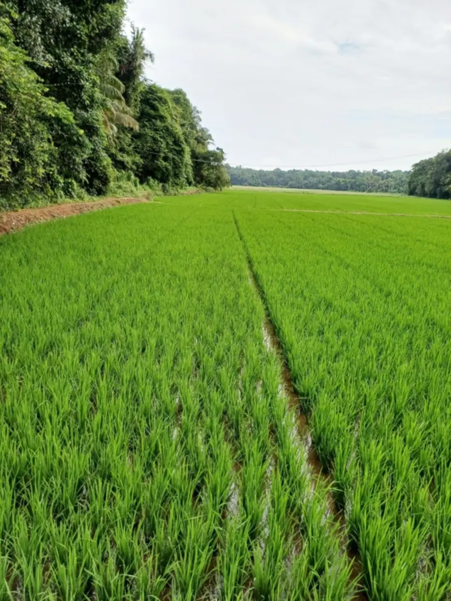 കോലോത്ത് പാടം