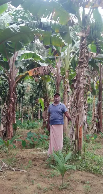 എസ് കോമളന്‍ തന്റെ കൃഷിയിടത്തില്‍ 