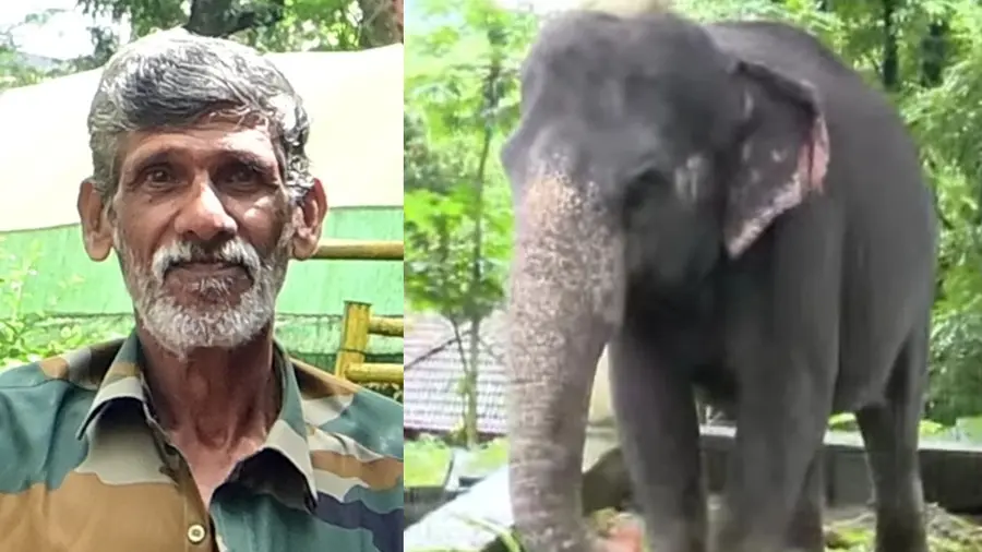 konni elephant attack