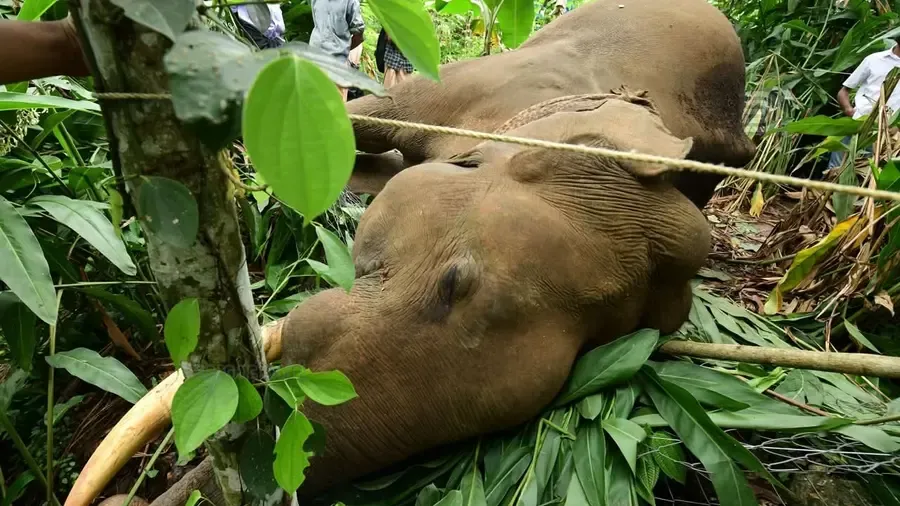 konni wild elephant