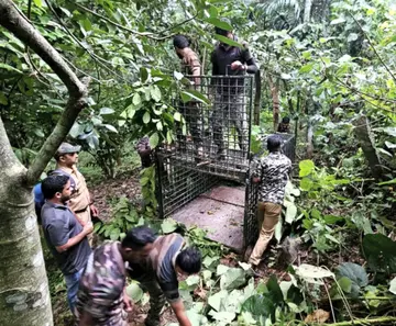 റാവുത്തൻകാട്ടിൽ വനപാലകർ കൂട് സ്ഥാപിക്കുന്നു 