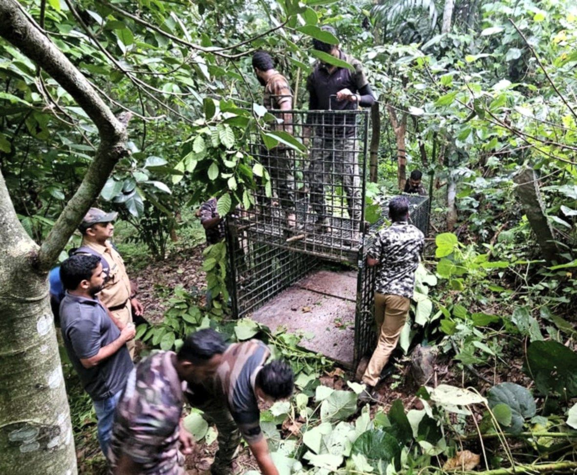 റാവുത്തൻകാട്ടിൽ വനപാലകർ കൂട് സ്ഥാപിക്കുന്നു 