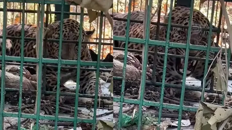 koodaranji Leopard