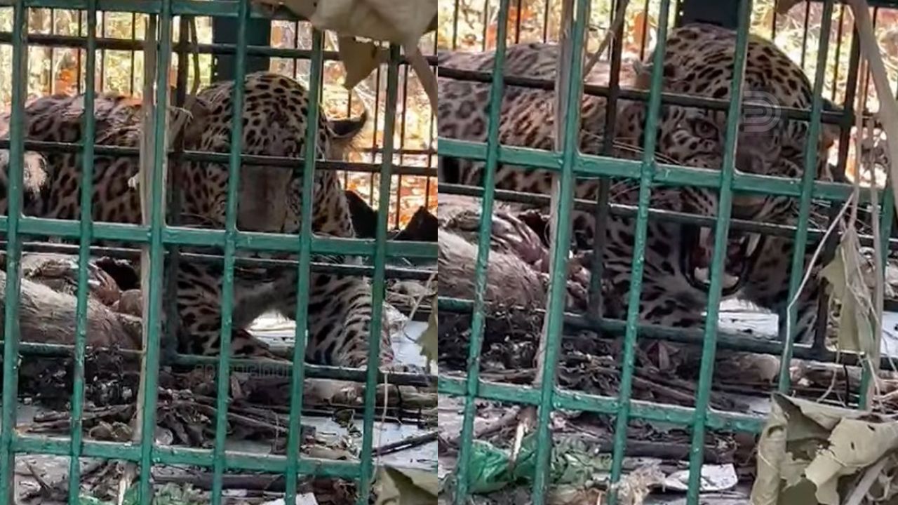 koodaranji Leopard