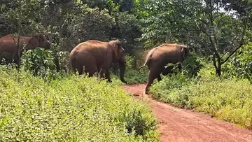 kothamangalam wild elephant.png