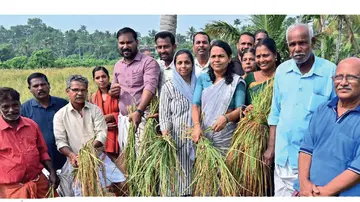 Pokkali Harvest Festival