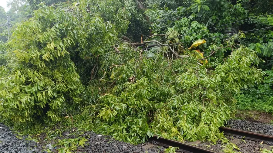 kozhikode tree-falls-on-track
