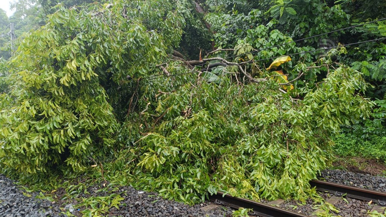 kozhikode tree-falls-on-track