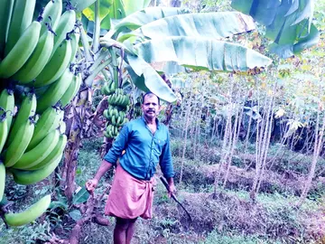 സുരേഷ് ബാബു കൃഷിയിടത്തിൽ