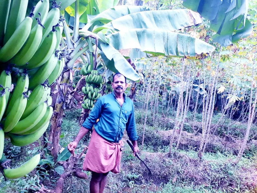 സുരേഷ് ബാബു കൃഷിയിടത്തിൽ