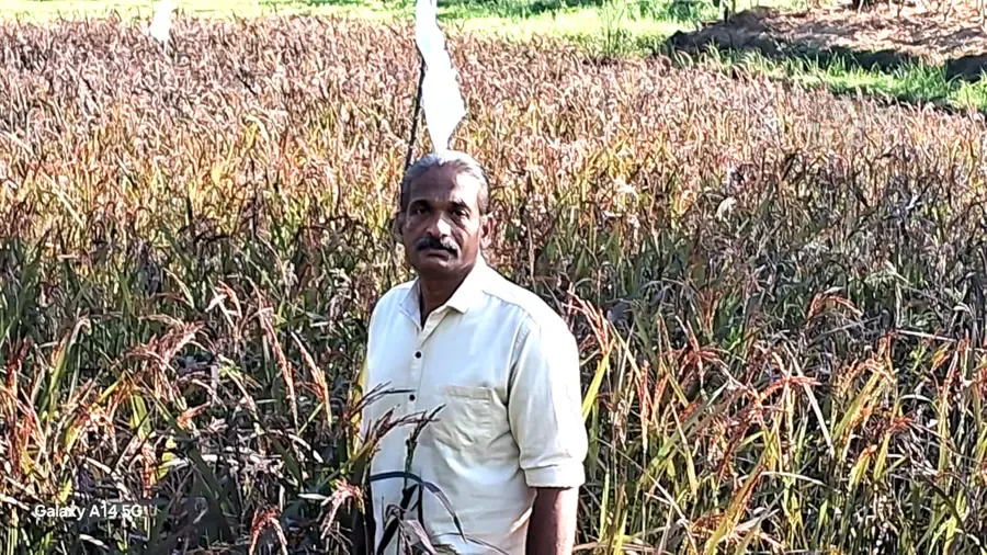 ശിവപ്രസാദ് തളവൂർക്കോണത്തെ നെൽപ്പാടത്ത് 