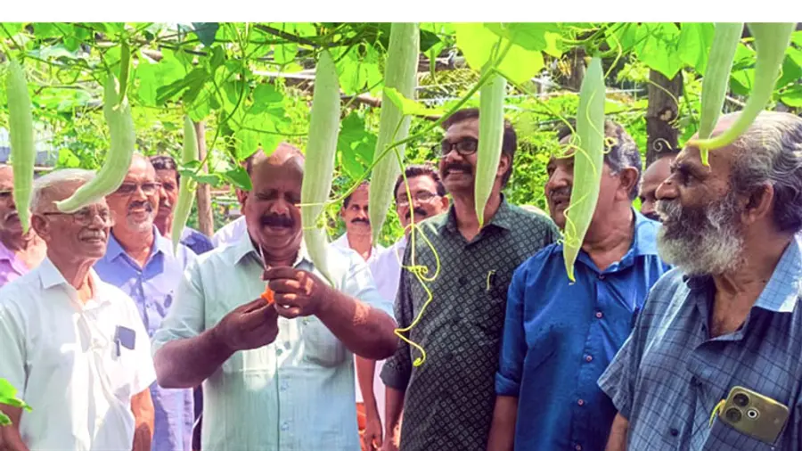 Vegetable farming