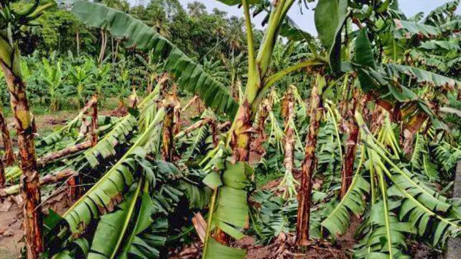 Agricultural Climate