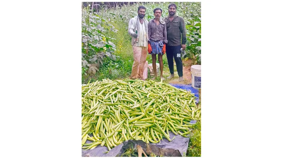 അനിലും സുഹൃത്തുക്കളും കൃഷിയിടത്തിൽ