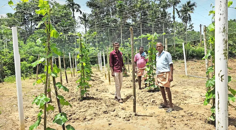 പച്ചക്കറി ഉൽപ്പാദനം