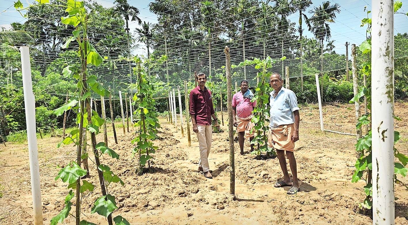 പച്ചക്കറി ഉൽപ്പാദനം