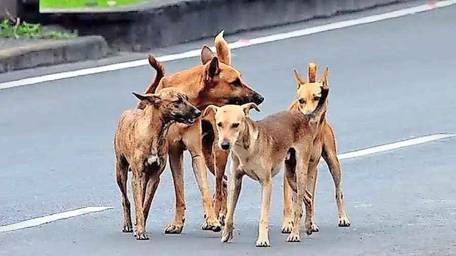 തെരുവുനായ ശല്യം