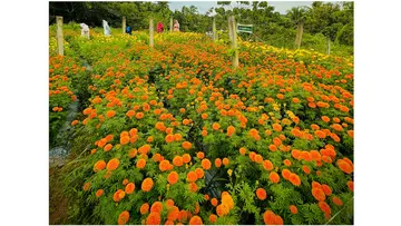 കുടുംബശ്രീയുടെ പൂപ്പാടങ്ങളിൽ ഒന്ന് 