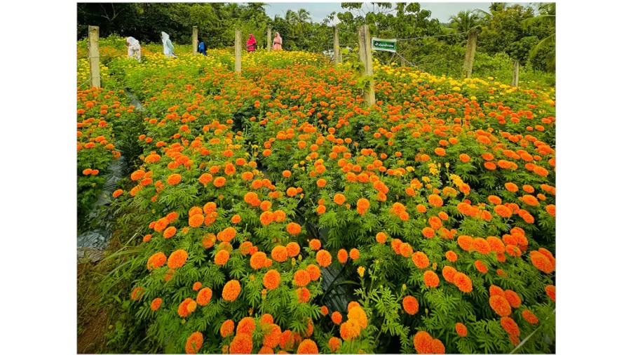 കുടുംബശ്രീയുടെ പൂപ്പാടങ്ങളിൽ ഒന്ന്