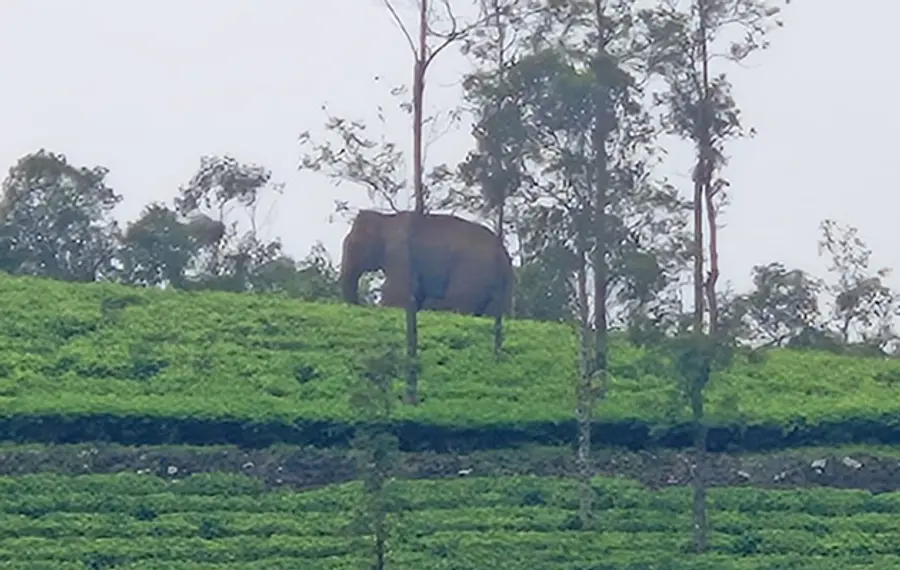 Wild elephant
