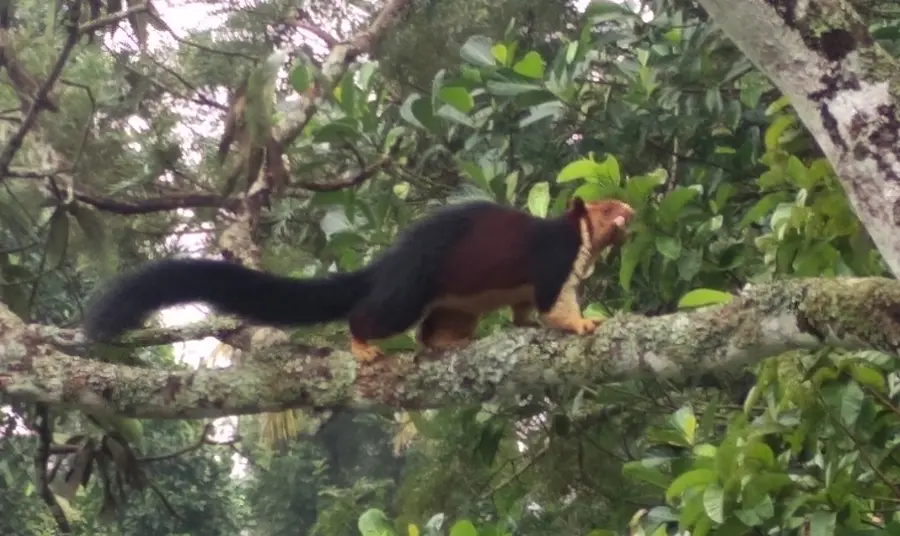 malabar annan