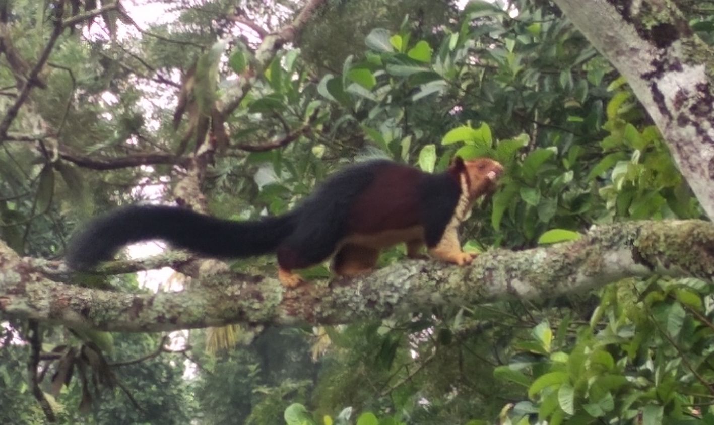 malabar annan