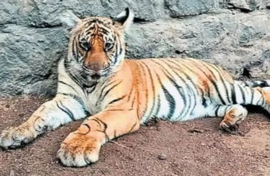 mangala