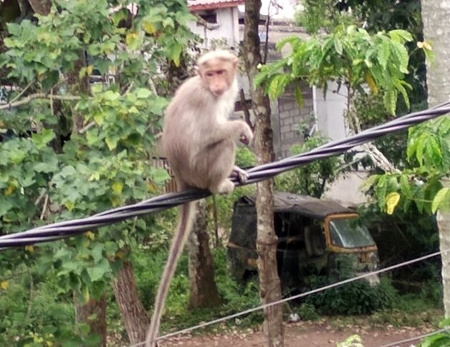 കുമളിയിലെ കുരങ്ങ്
