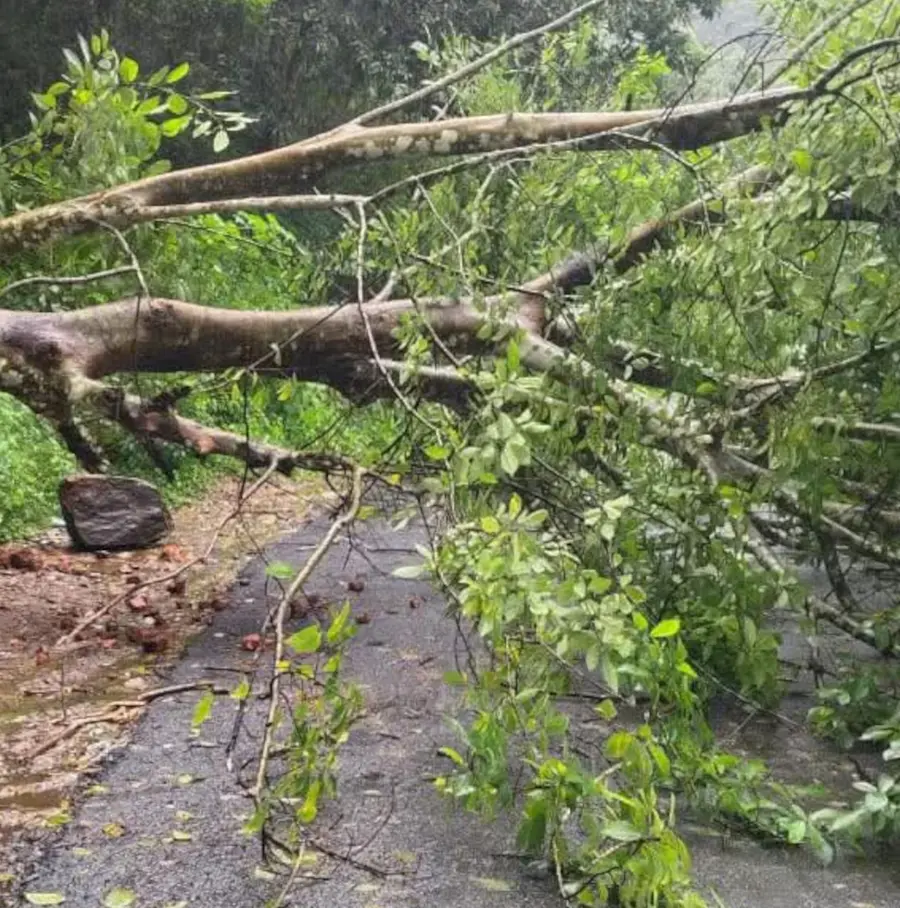 കനത്ത മഴയിലും കാറ്റിലും വണ്ടിപ്പെരിയാർ- ചെങ്കര– മൂങ്കലാർ റോഡിൽ മരം കടപുഴകി.