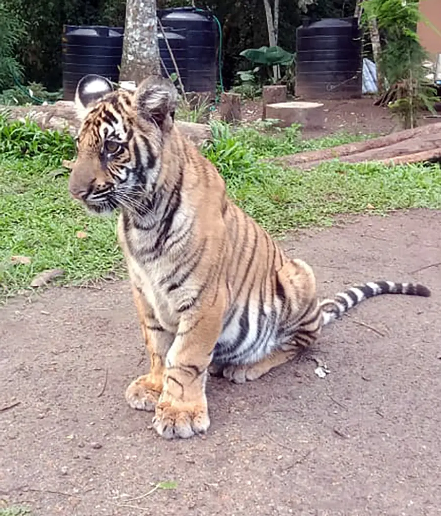 mangala