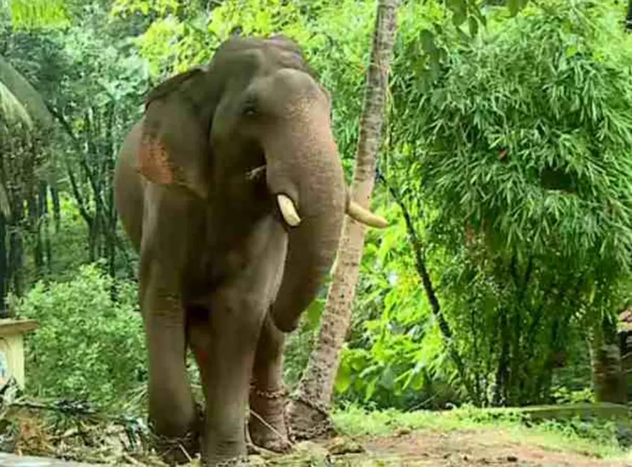 kunju elephant muthanga