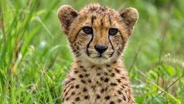 kuno cheetah cub