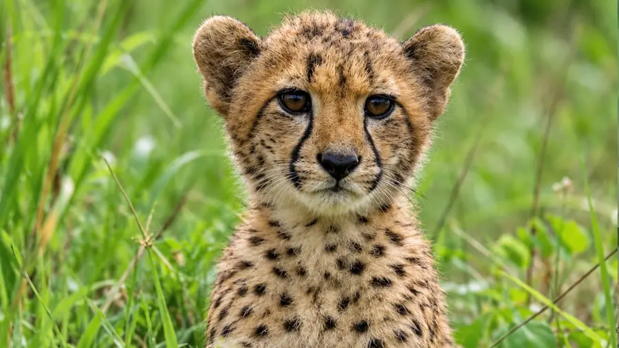 kuno cheetah cub