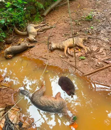 ഷോക്കേറ്റ് ചത്ത കുറുക്കൻമാർ