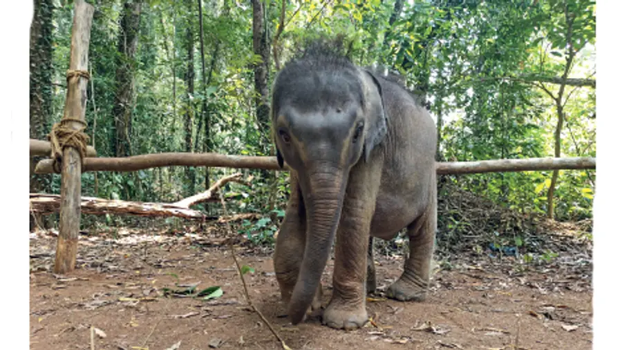baby elephant