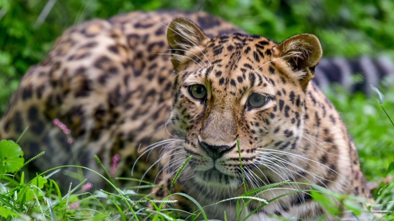 leopard