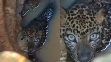 leopard