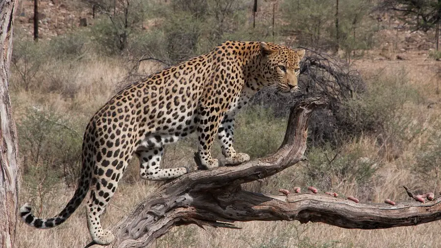 leopard