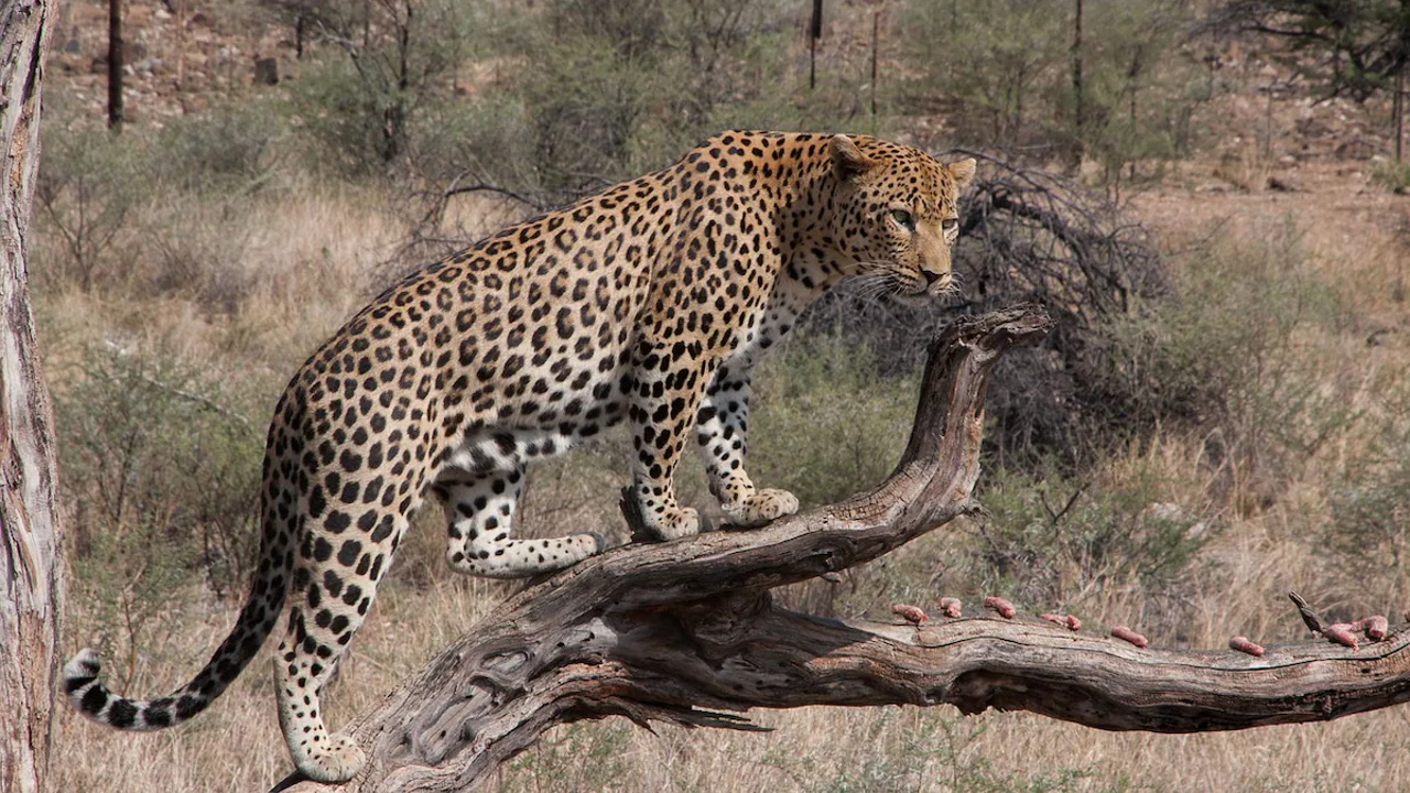 leopard