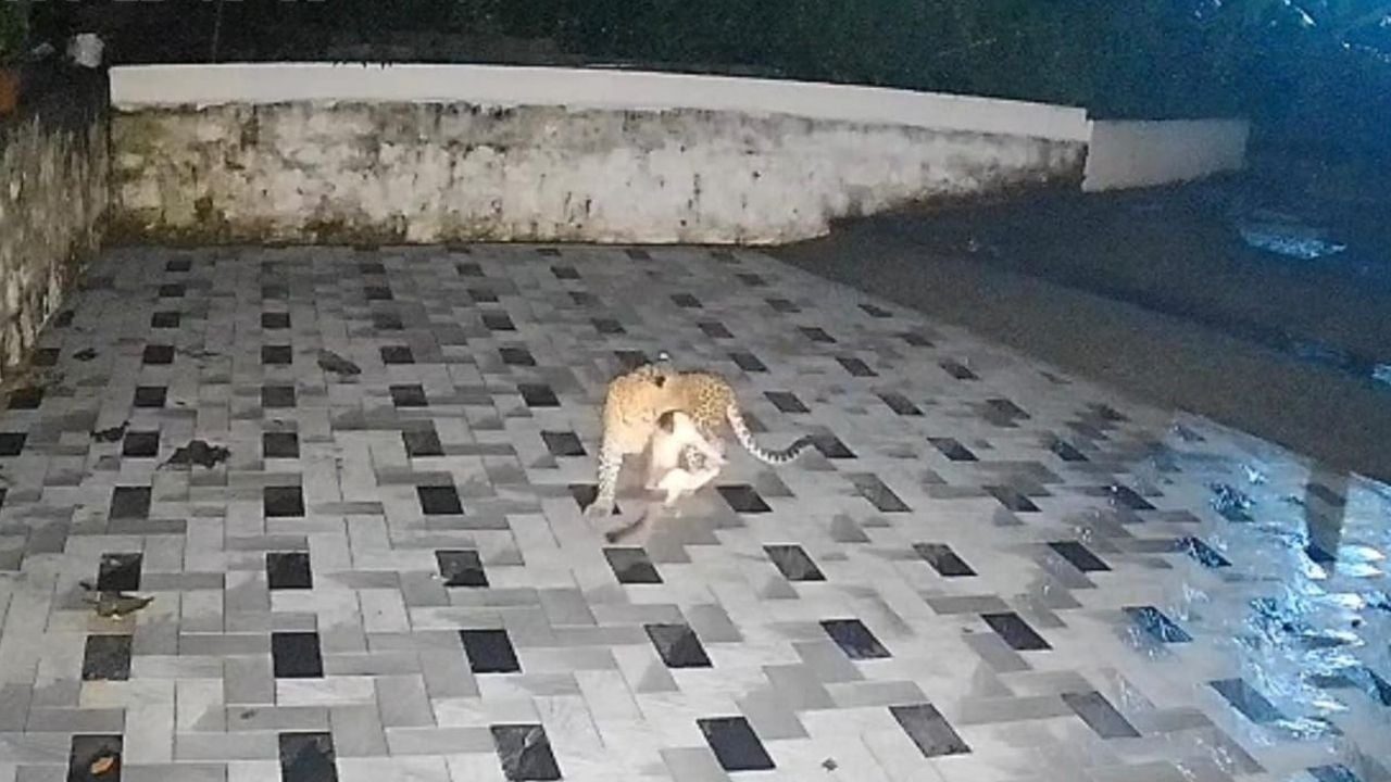 leopard attack kollam