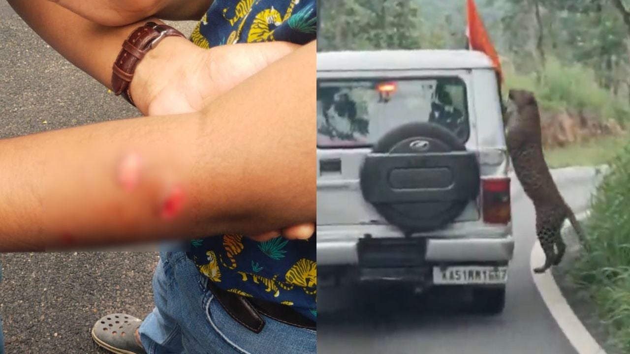 leopard attack during safari