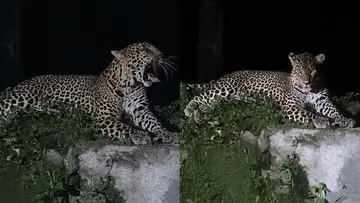 leopard at valpparai